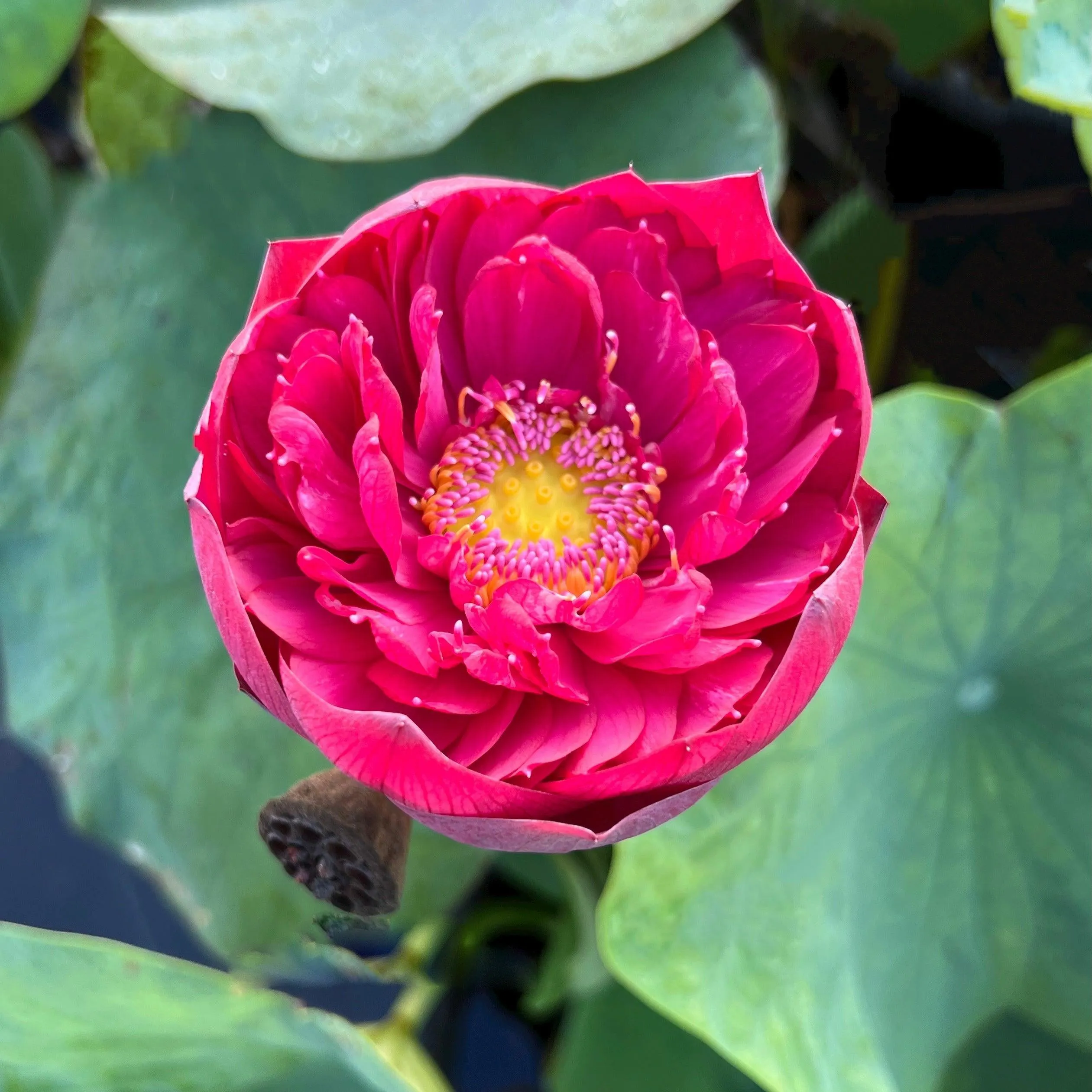 2024 Siam Ruby - Flaming Red Color Lotus (Bare Root)