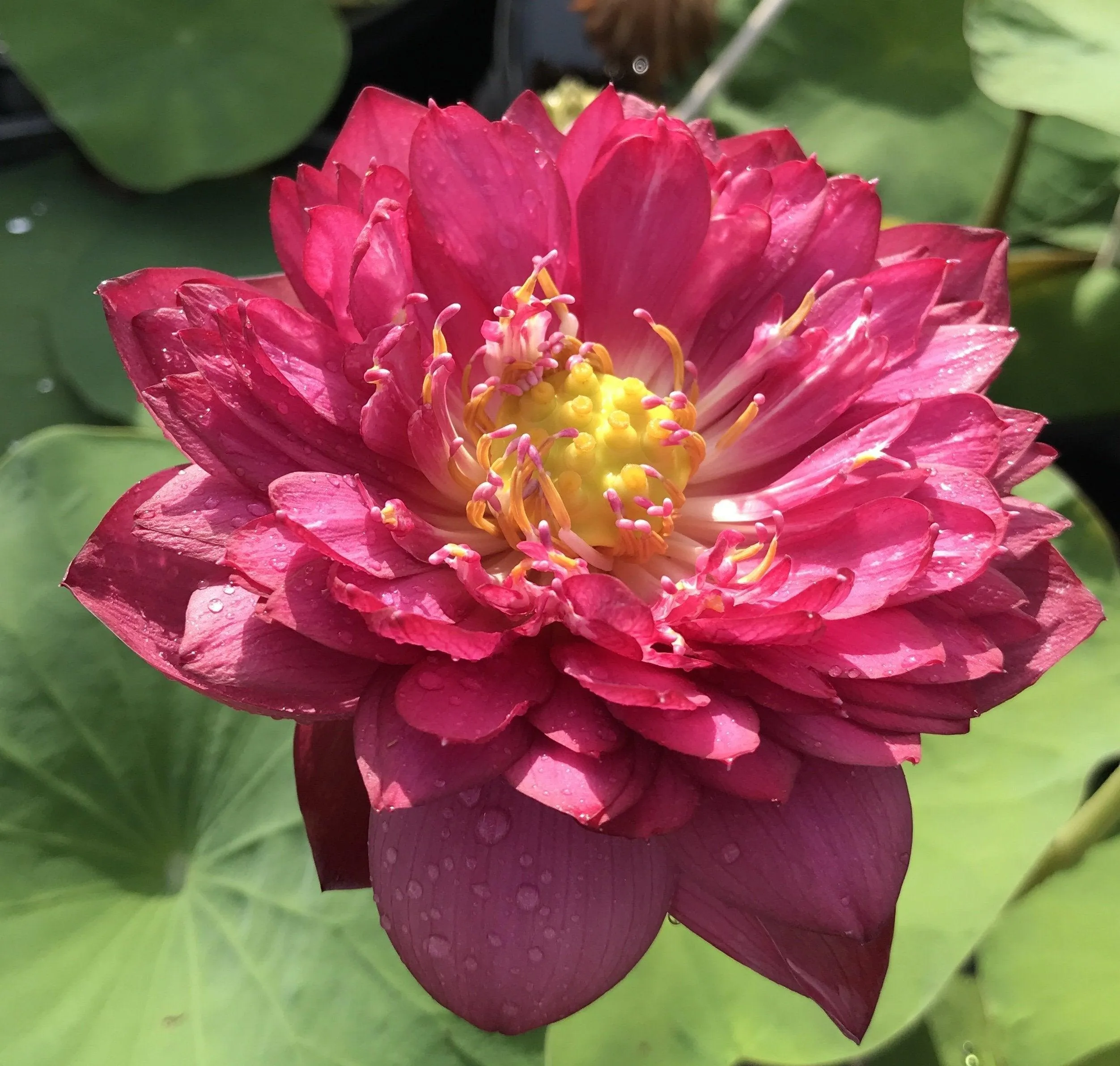 2024 Siam Ruby - Flaming Red Color Lotus (Bare Root)