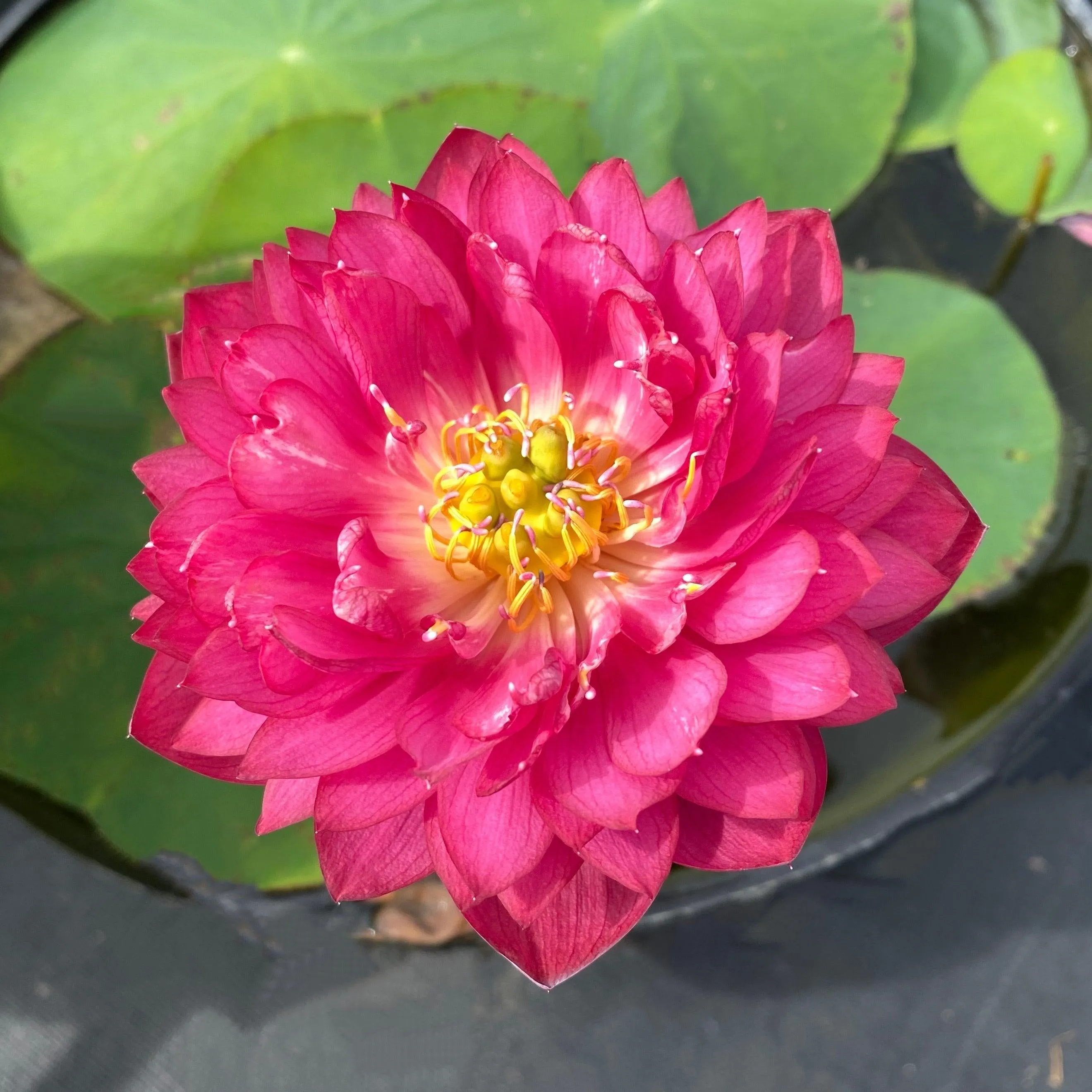 2024 Siam Ruby - Flaming Red Color Lotus (Bare Root)