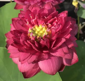 2024 Siam Ruby - Flaming Red Color Lotus (Bare Root)