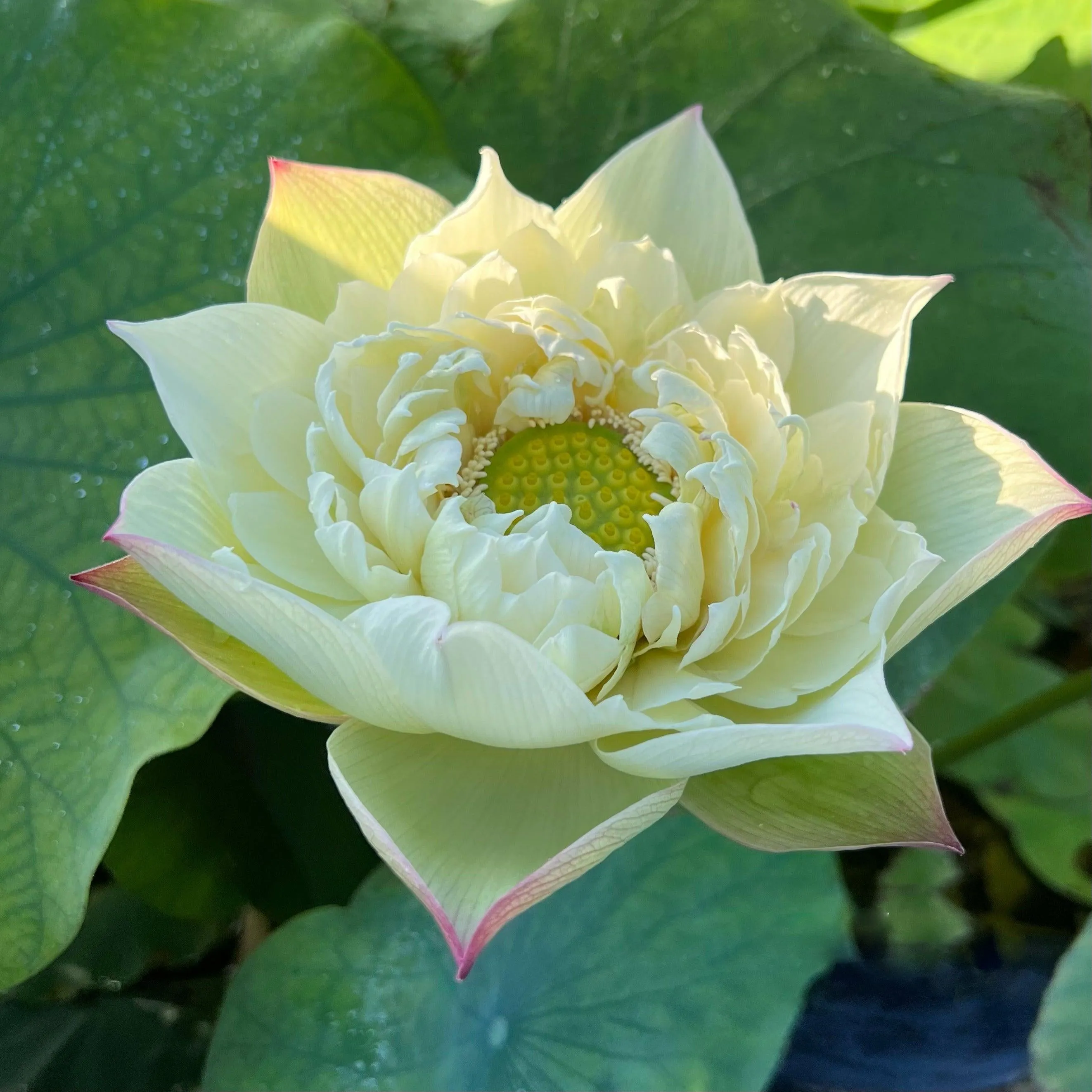 2024 Vermilion Inlaid Gold Lamp- Like Velvet Lotus (Bare Root)