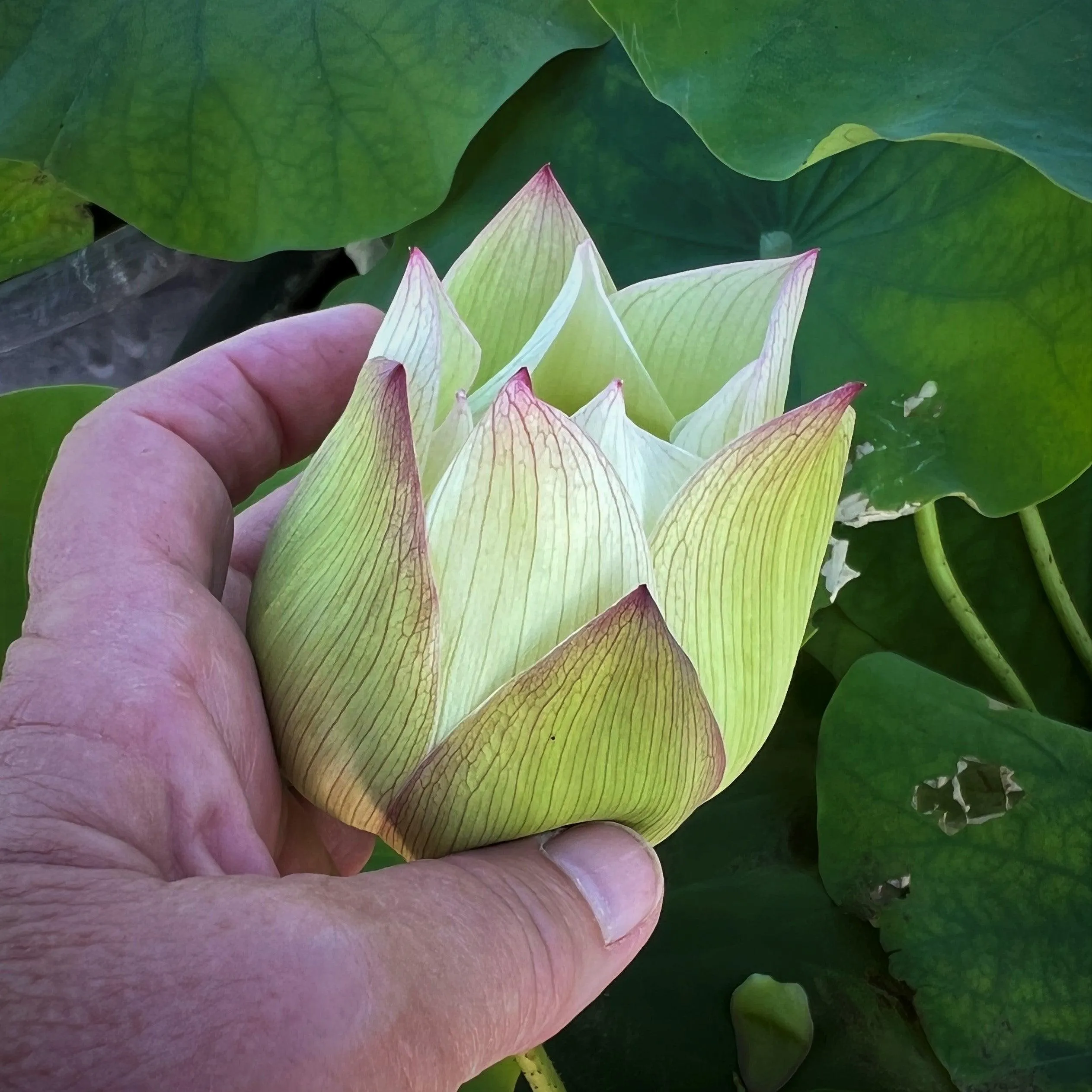 2024 Vermilion Inlaid Gold Lamp- Like Velvet Lotus (Bare Root)