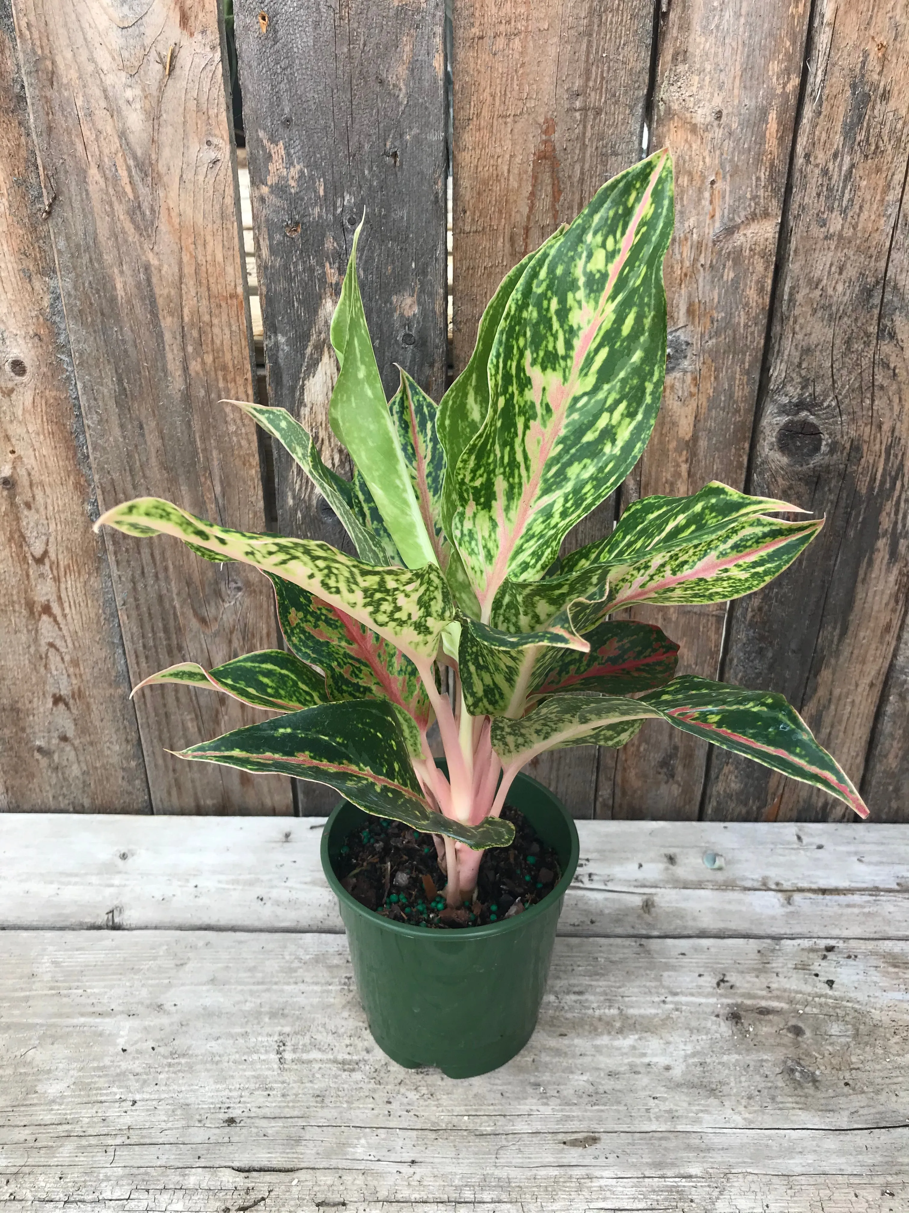 Aglaonema - Assorted