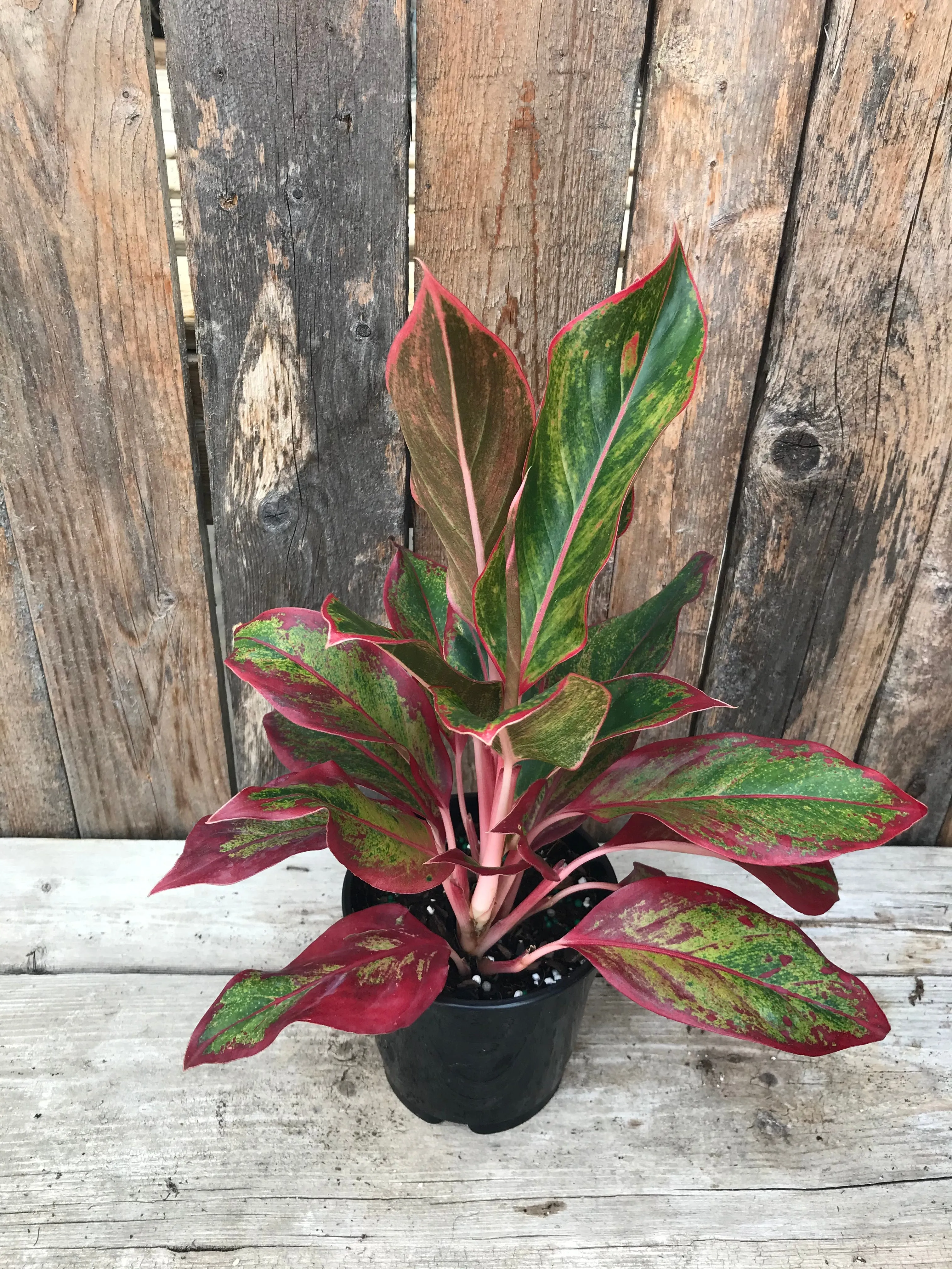 Aglaonema - Assorted