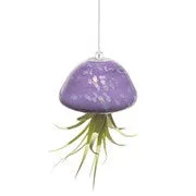 Air Plant Jellyfish Purple Gd