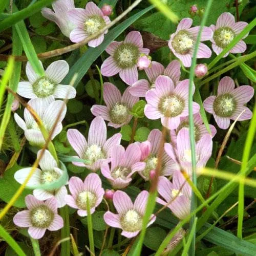 Anagallis tenella - Bog pimpernel