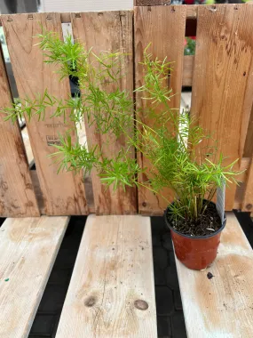 Asparagus Fern - Sprengeri 3.5"