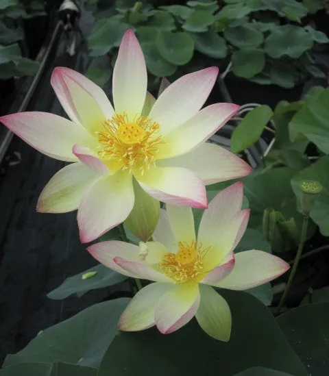 Beautiful Dancer Lotus (Bare Root)