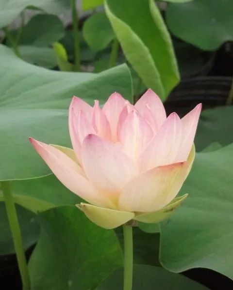 Beautiful Dancer Lotus (Bare Root)