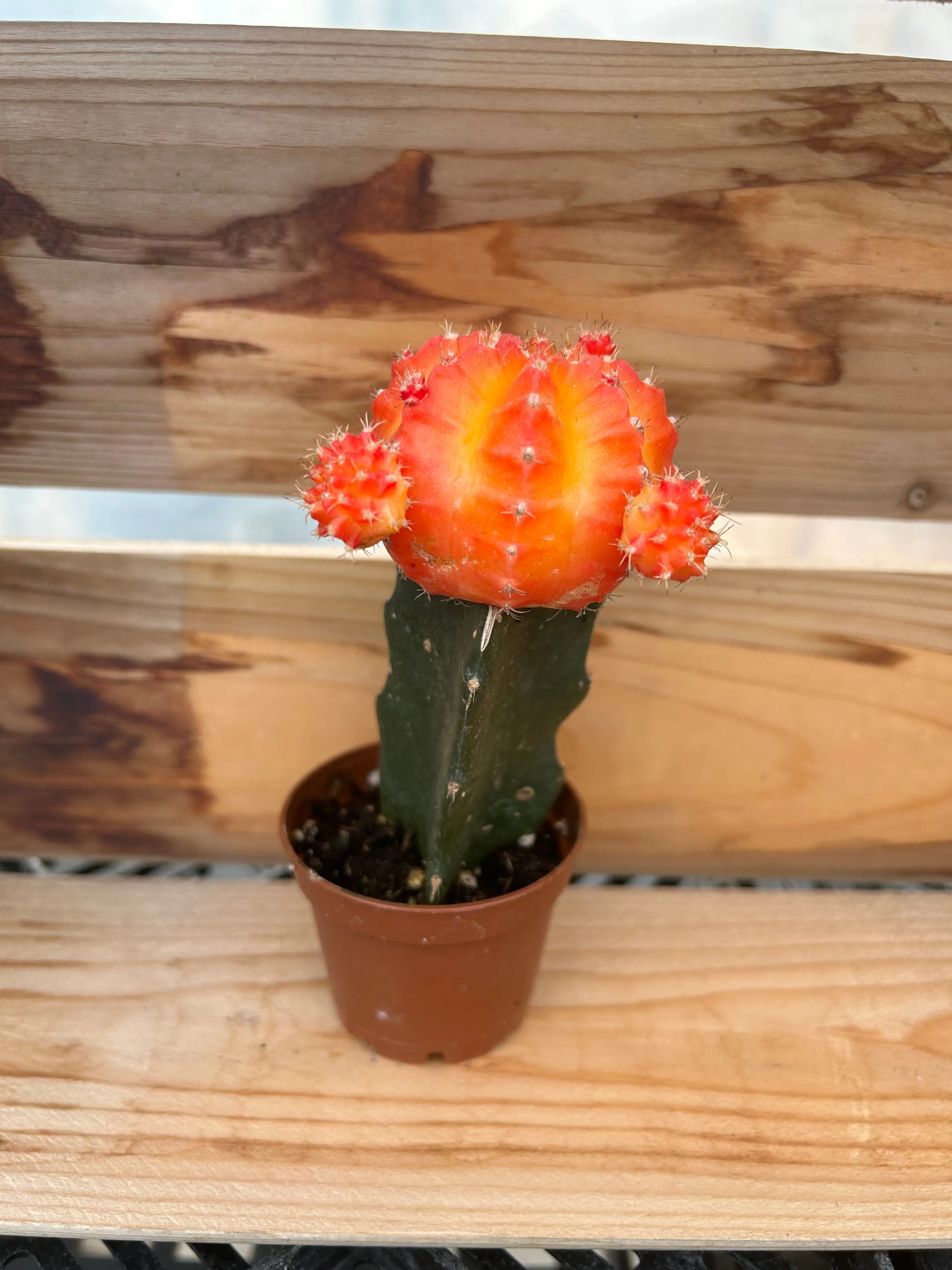 Cacti - Grafted (Moon Cactus) 2.5"