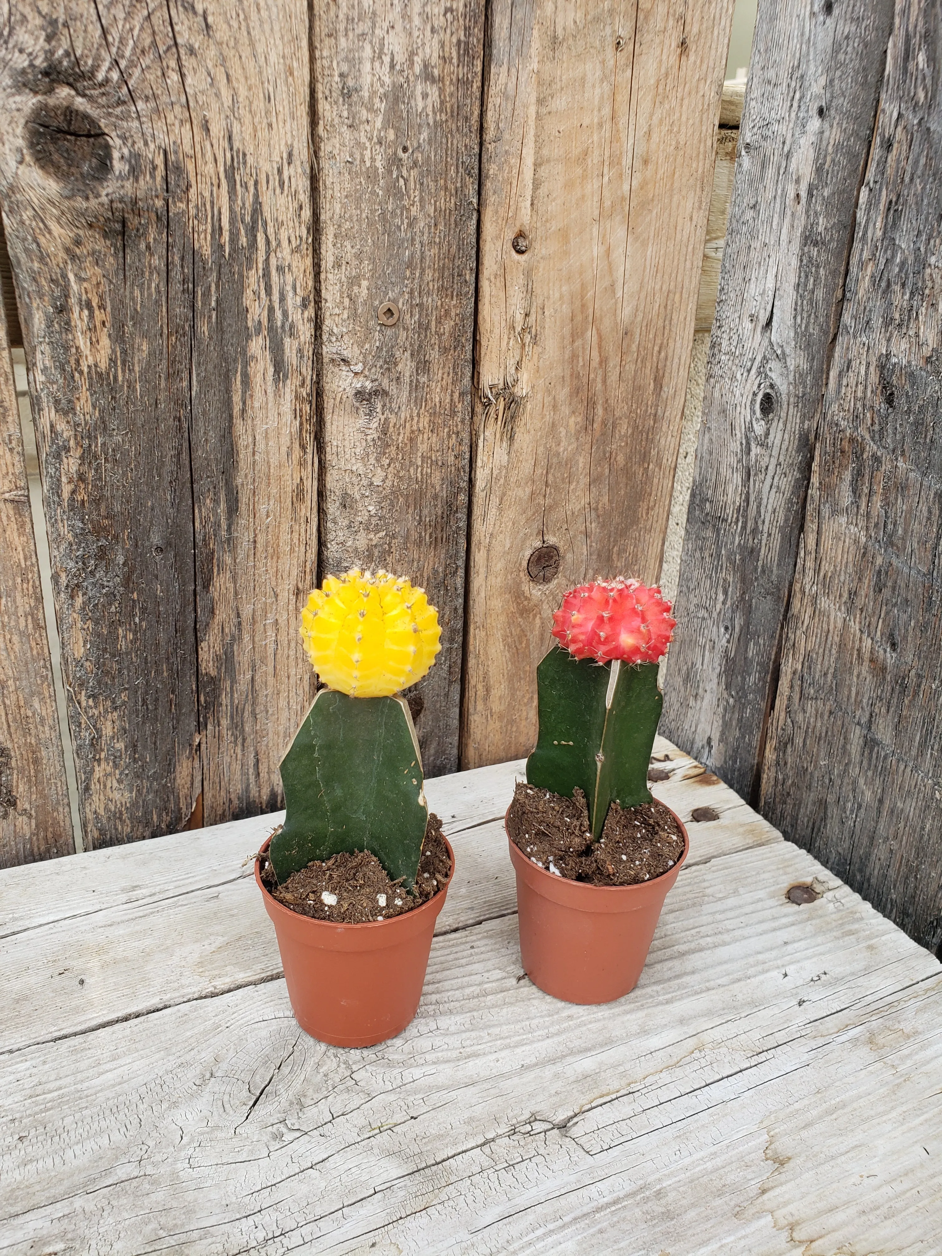 Cacti - Grafted (Moon Cactus) 2.5"