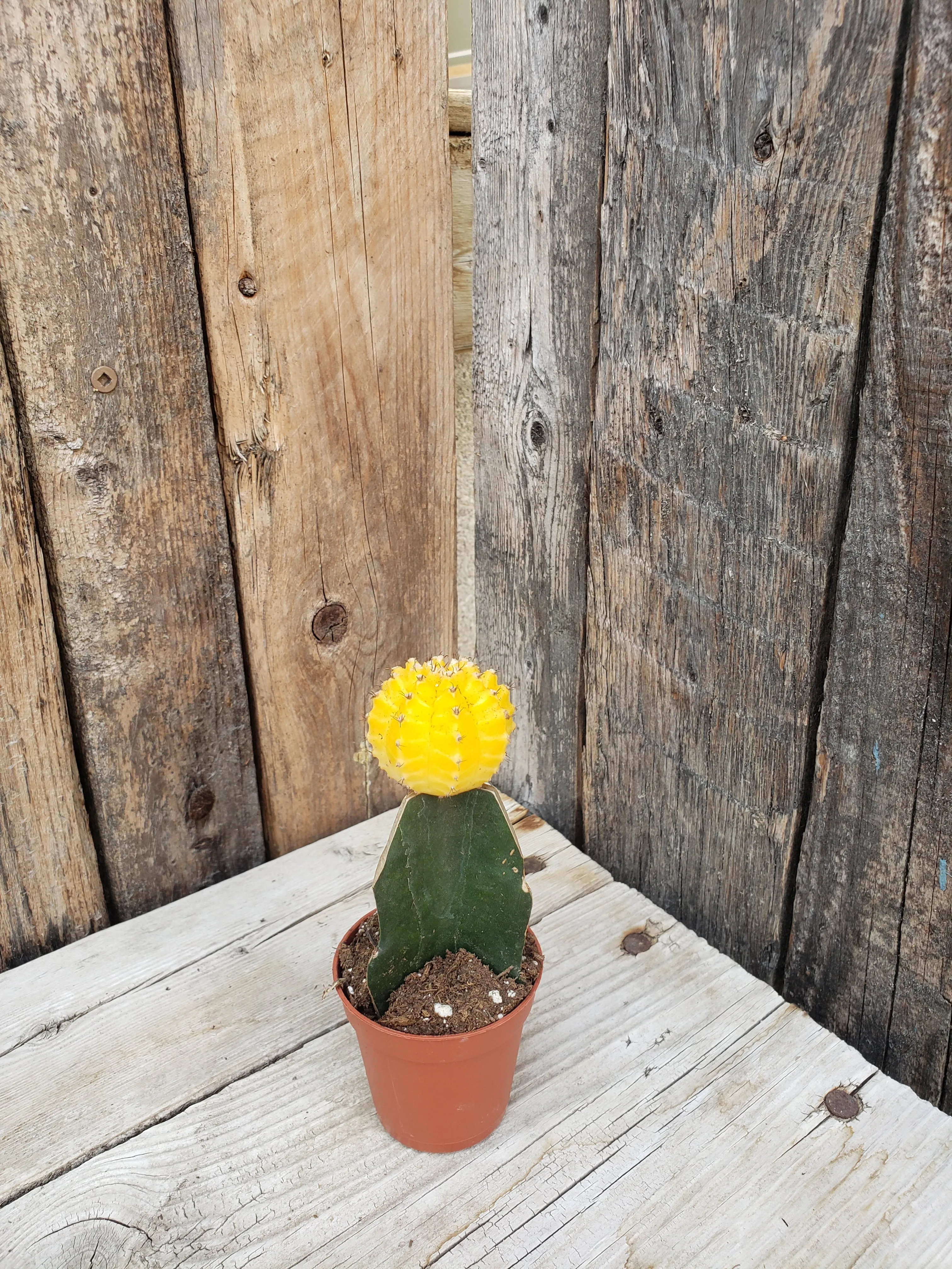 Cacti - Grafted (Moon Cactus) 2.5"