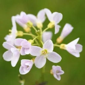 Cardamine pratensis - Cuckoo flower