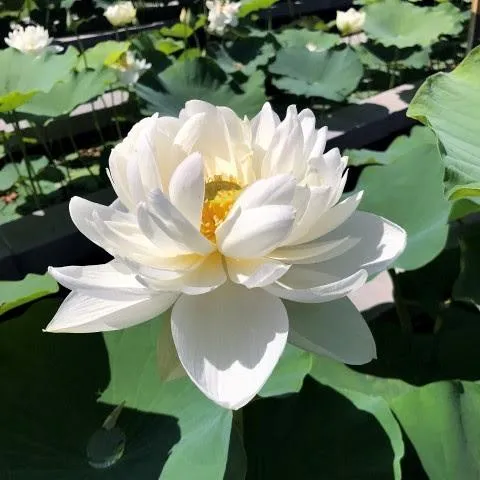 Da Jin Bian Lotus (Bare Root)