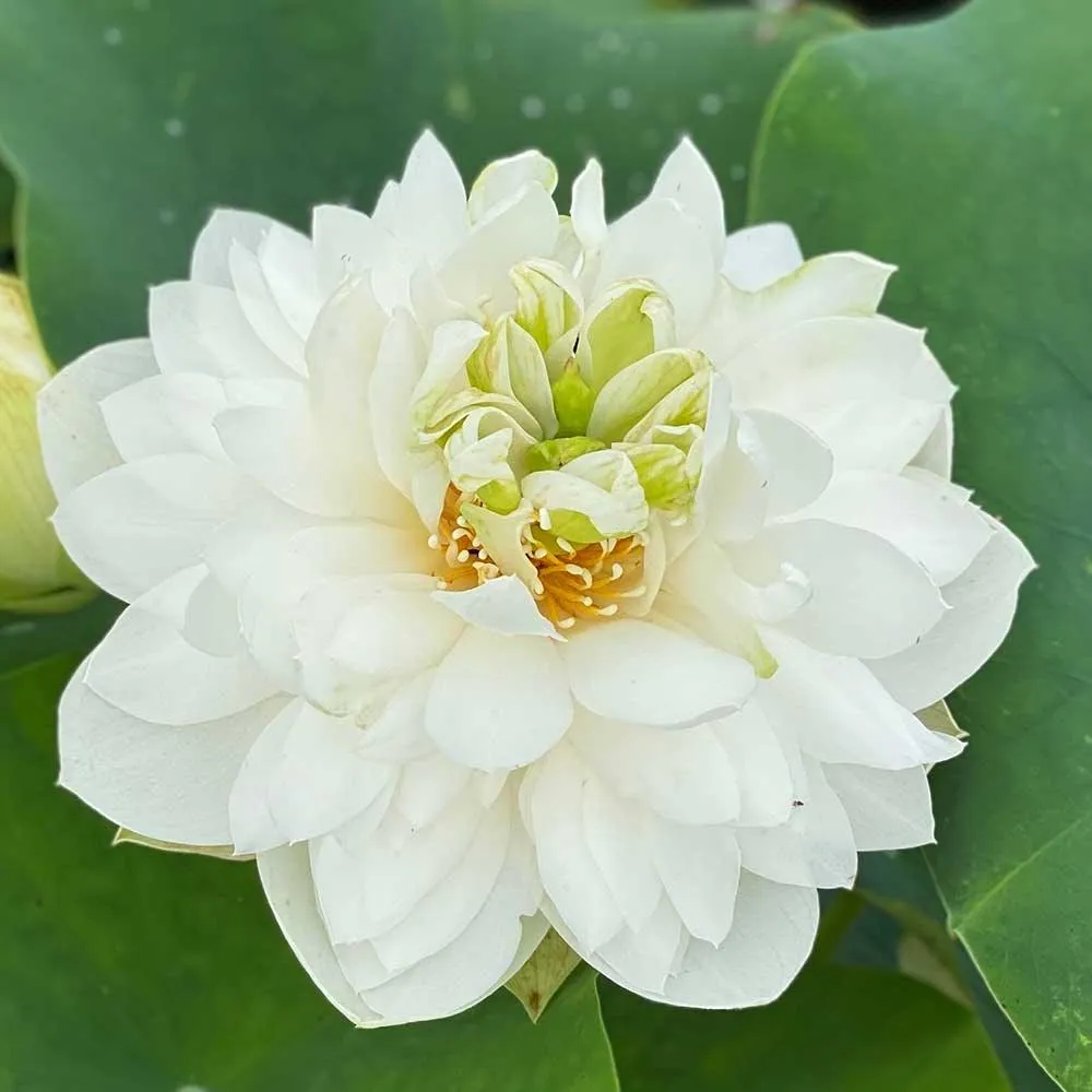 Da Jin Bian Lotus (Bare Root)