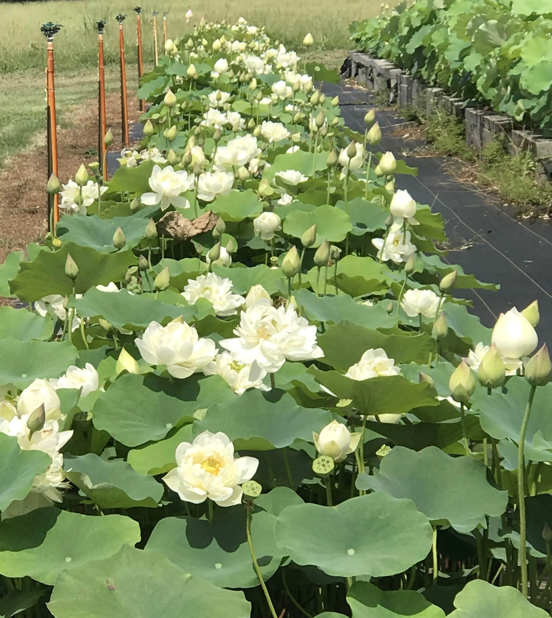 Da Jin Bian Lotus (Bare Root)