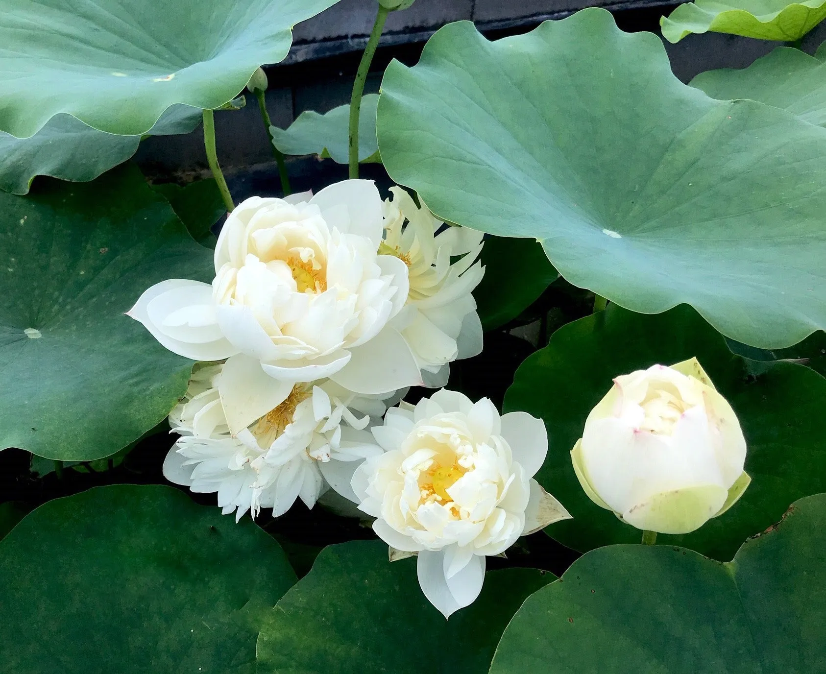 Da Jin Bian Lotus (Bare Root)