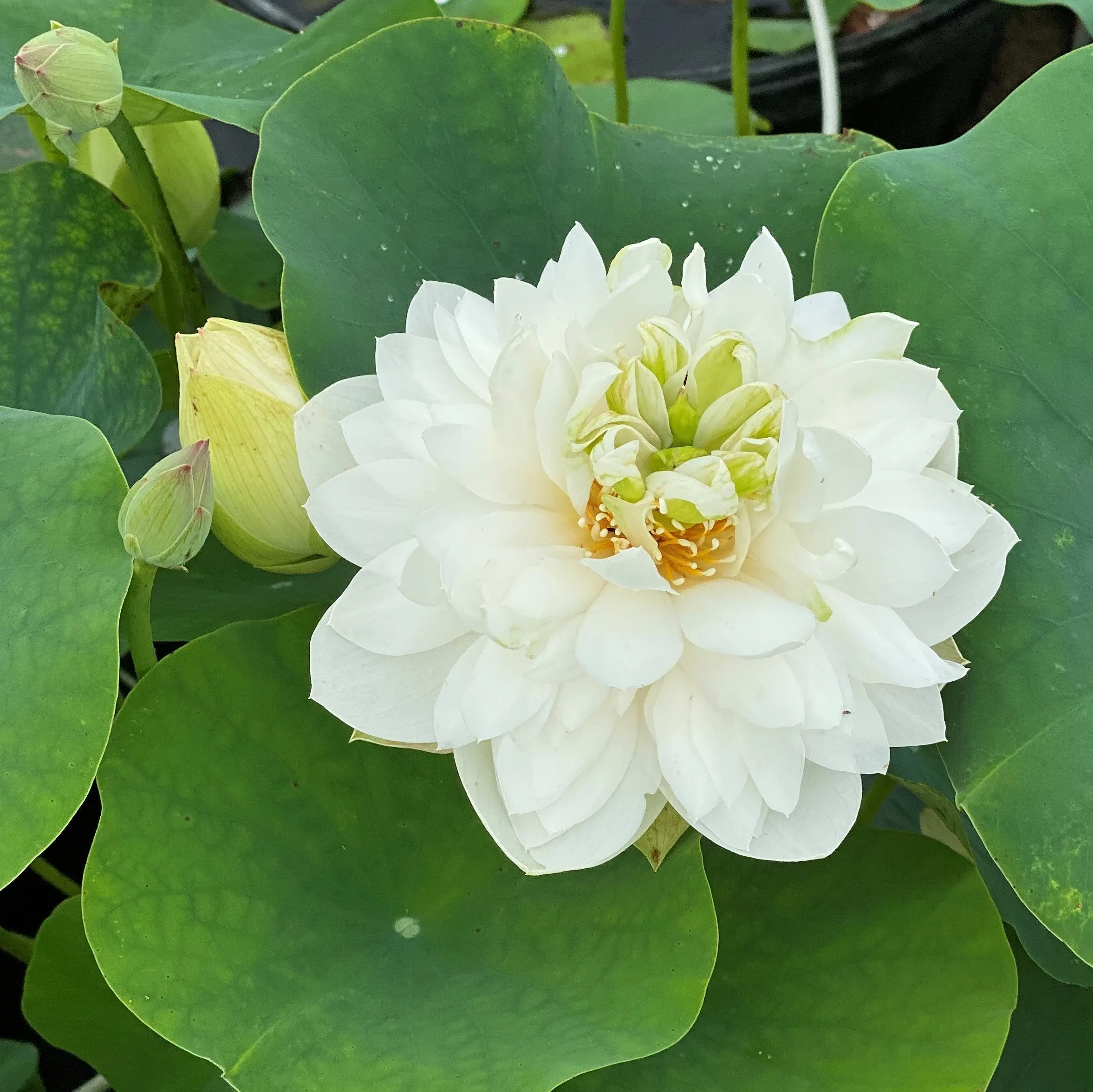 Da Jin Bian Lotus (Bare Root)