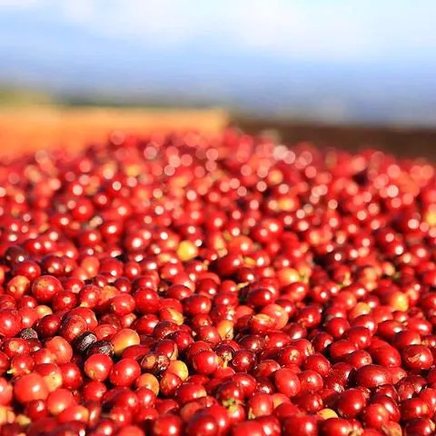 Finca Muxbal, Tapachula Chiapas